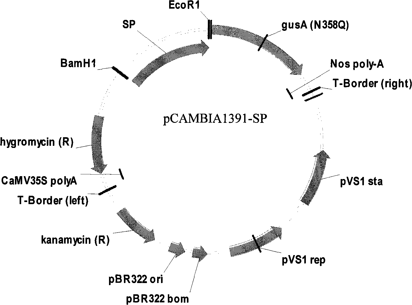 Root specific promoter and recombinant expression vector thereof