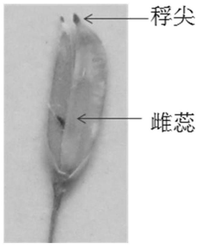 A method for breeding rice with super large panicle type based on morphological markers