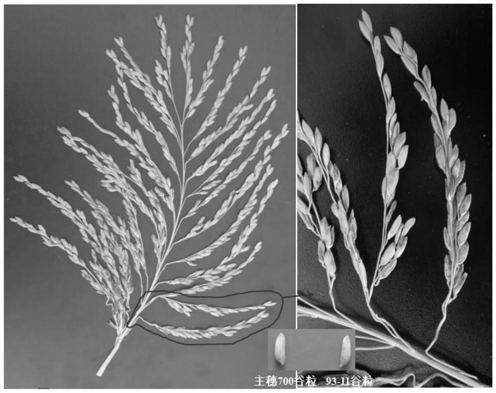 A method for breeding rice with super large panicle type based on morphological markers