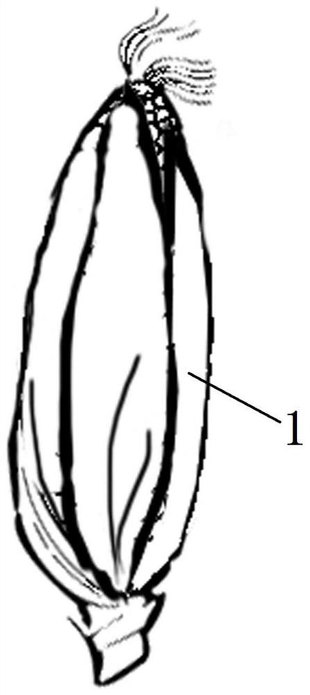 An In Situ Method for the Study of Maize Kernel Dehydration