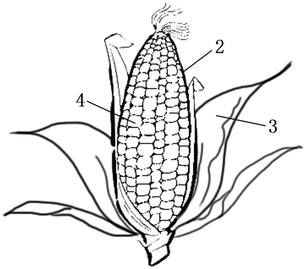 An In Situ Method for the Study of Maize Kernel Dehydration
