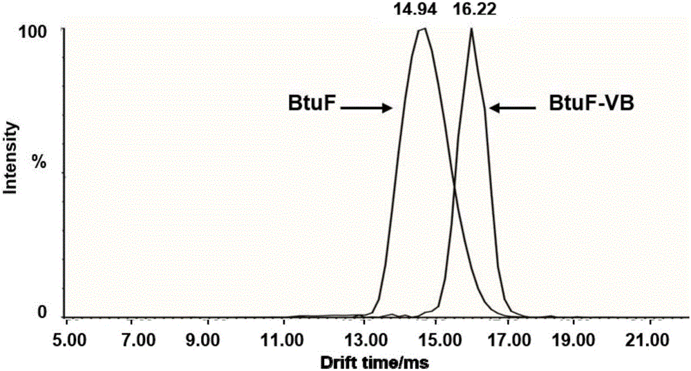 Vitamin B12 and BtuF protein interaction analysis method