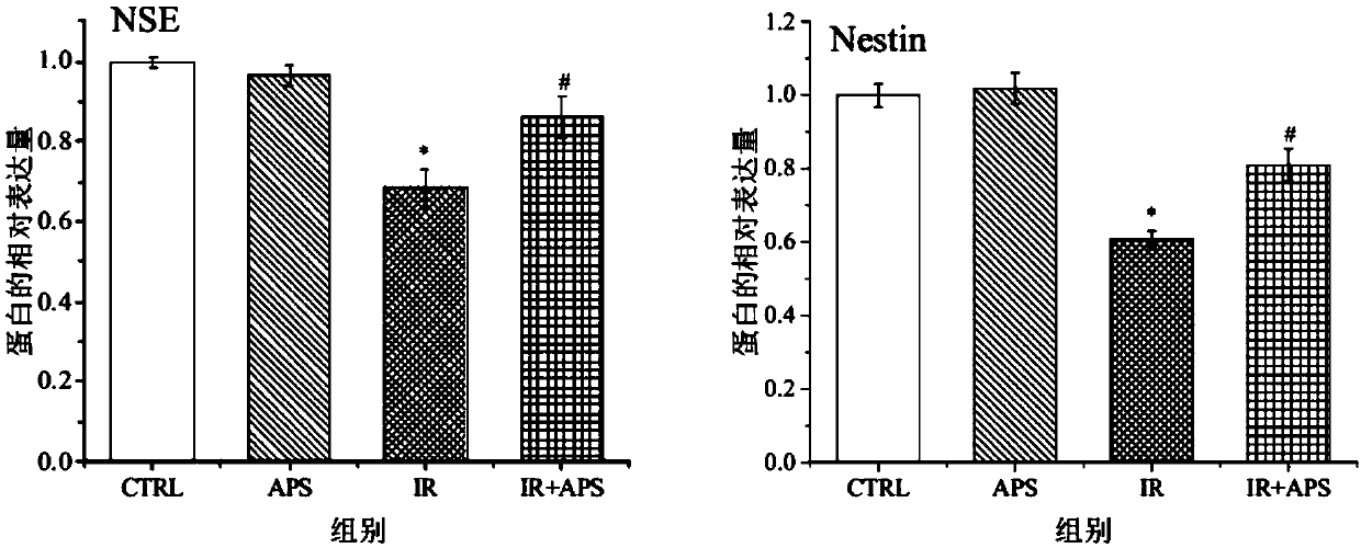 Application of APS (astragalus polysaccharide) to prevention of BMSCs (bone marrow mesenchymal stem cells) injury caused by radiation A549 cell bystander effect