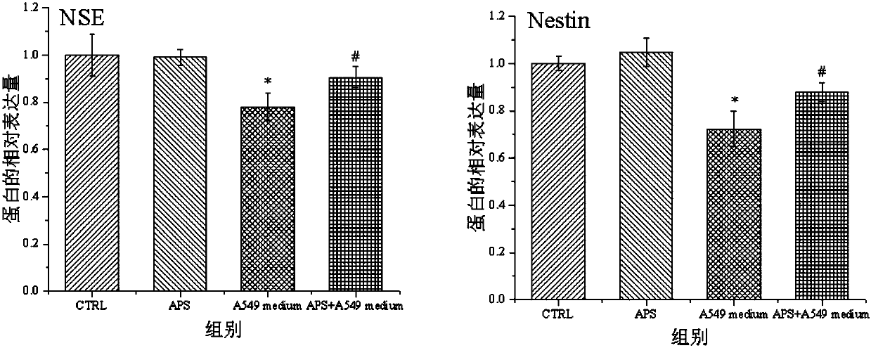 Application of APS (astragalus polysaccharide) to prevention of BMSCs (bone marrow mesenchymal stem cells) injury caused by radiation A549 cell bystander effect