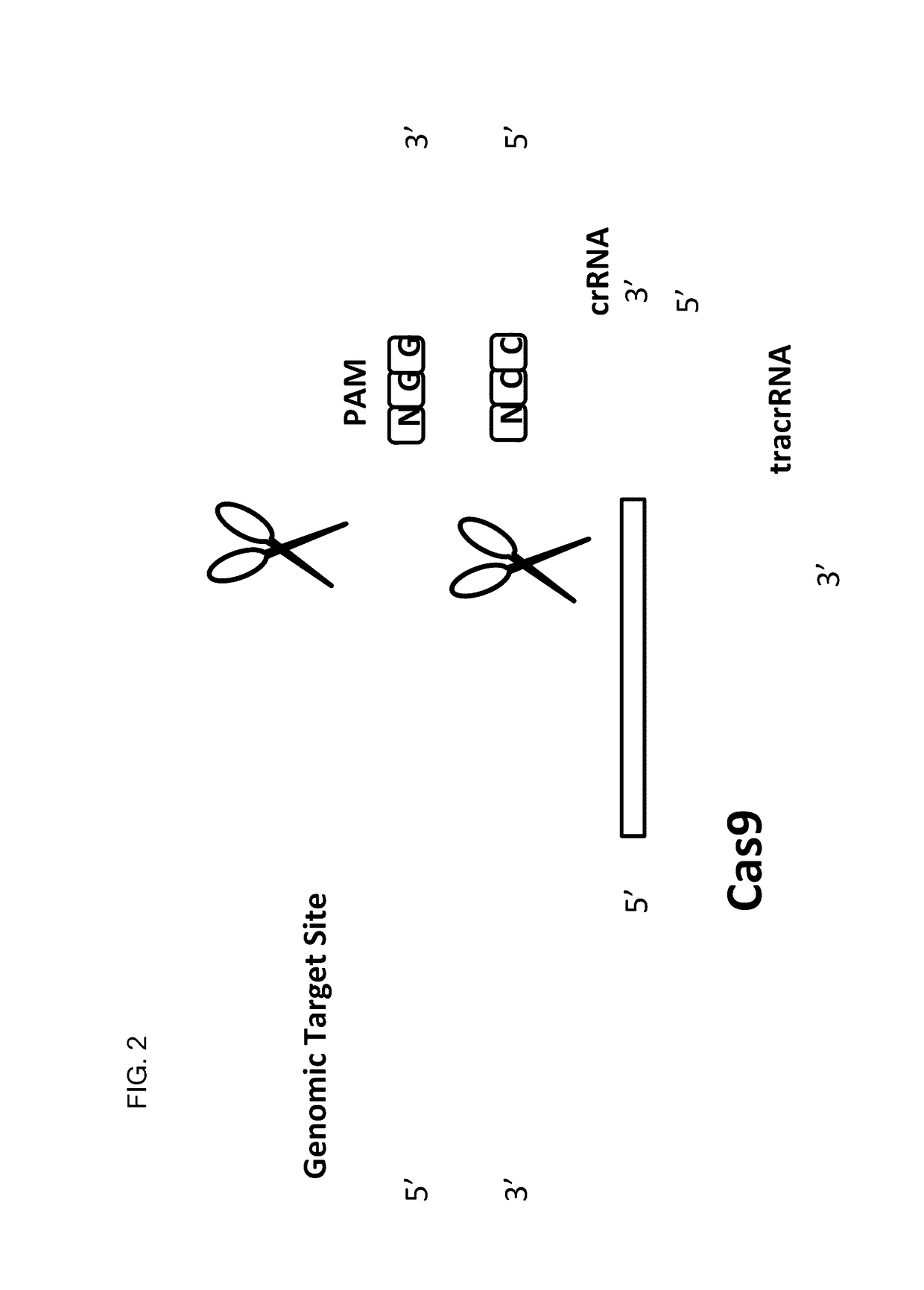 Allele selective gene editing and uses thereof