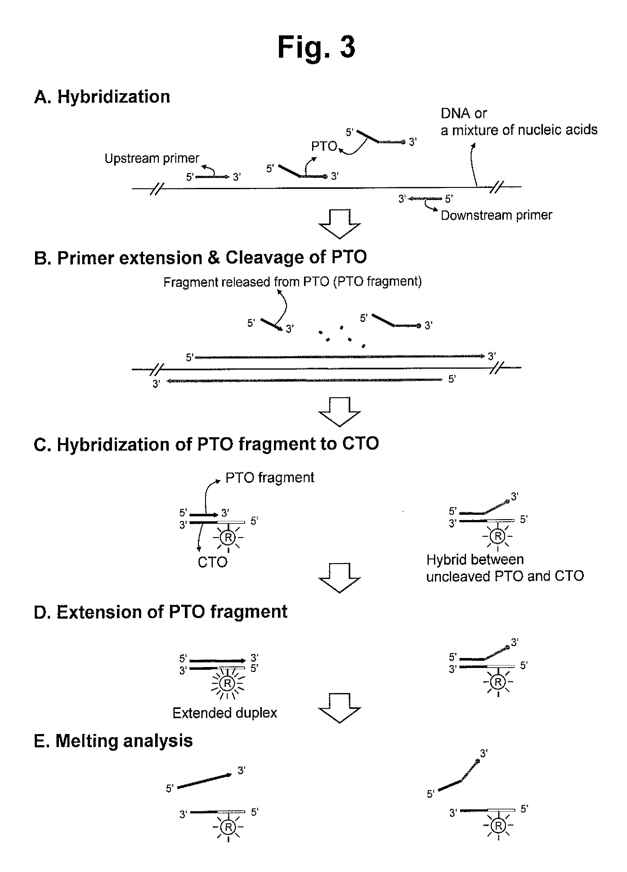 Detection of target nucleic acid sequences by PTO cleavage and extension assay