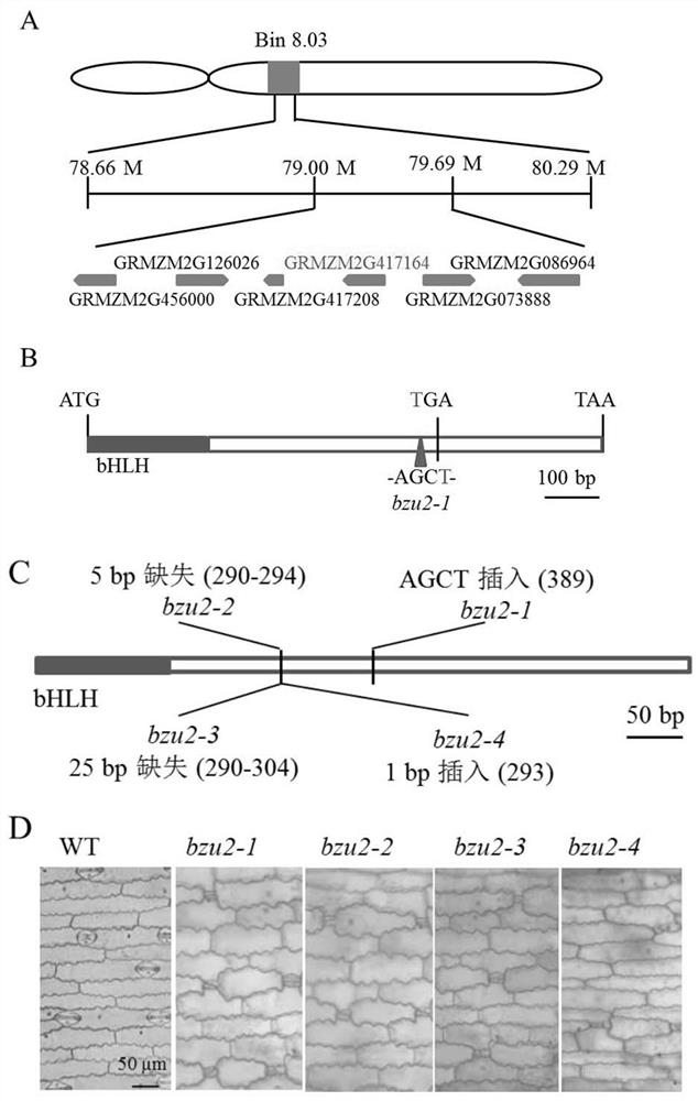 Application of grmzm2g417164 gene in stomatal development