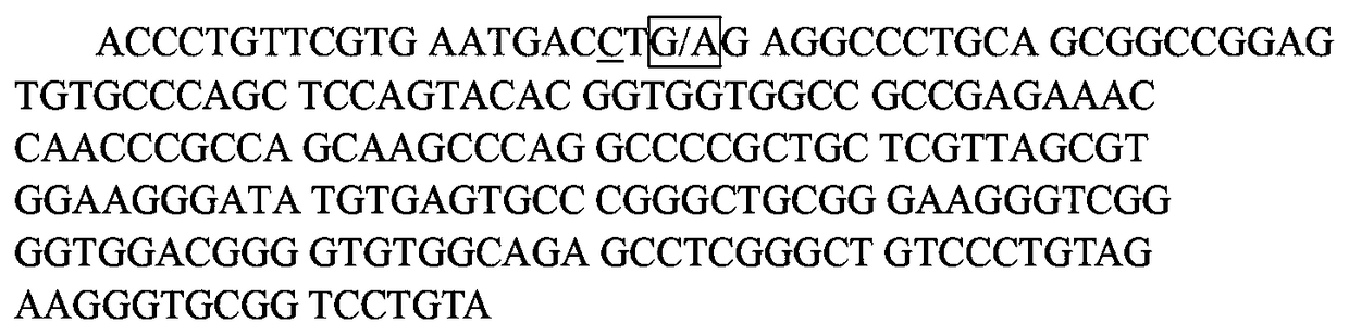 Detection method for cattle RET (Reticulocyte) gene single nucleotide polymorphism site and detection kit and application thereof