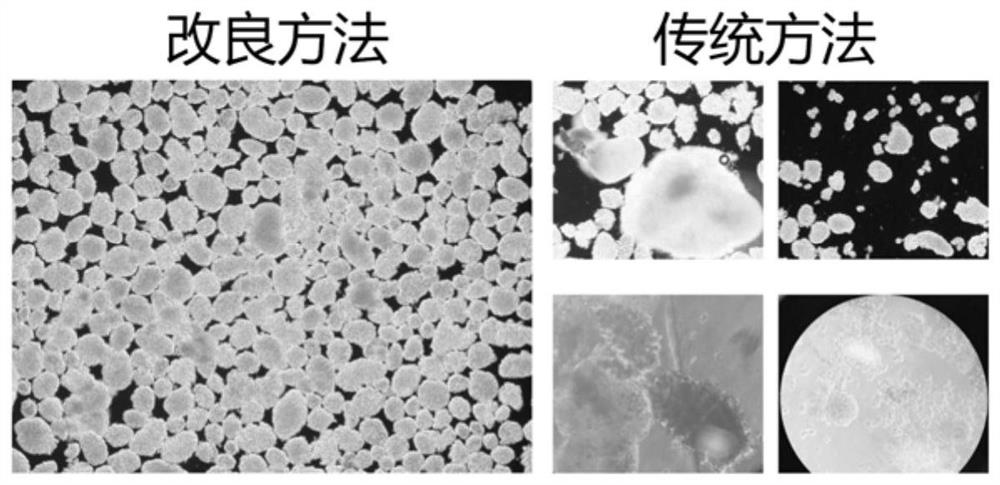 An improved mouse islet cell enrichment method