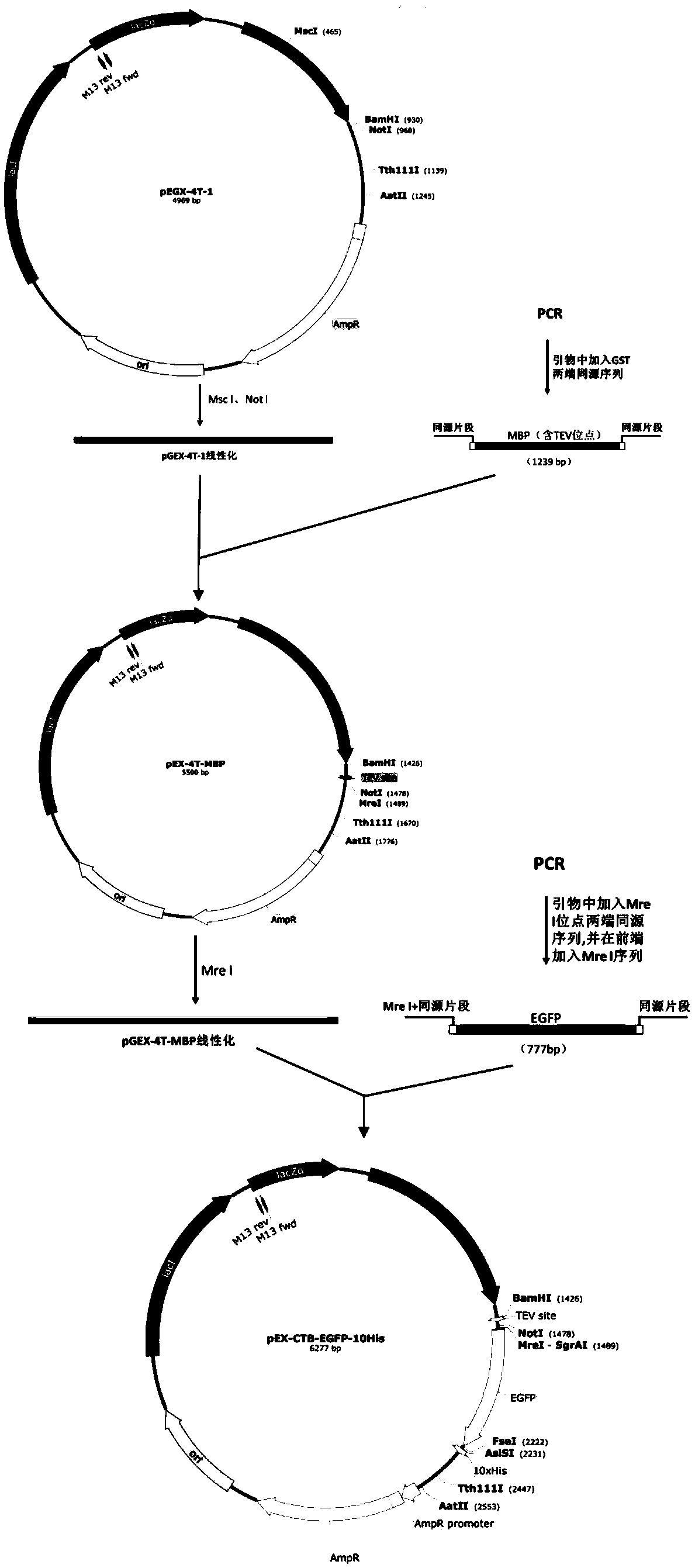 Protein carrier for protein transduction and preparation method and application thereof