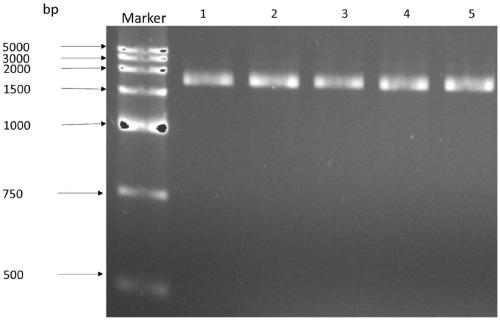 Protein carrier for protein transduction and preparation method and application thereof