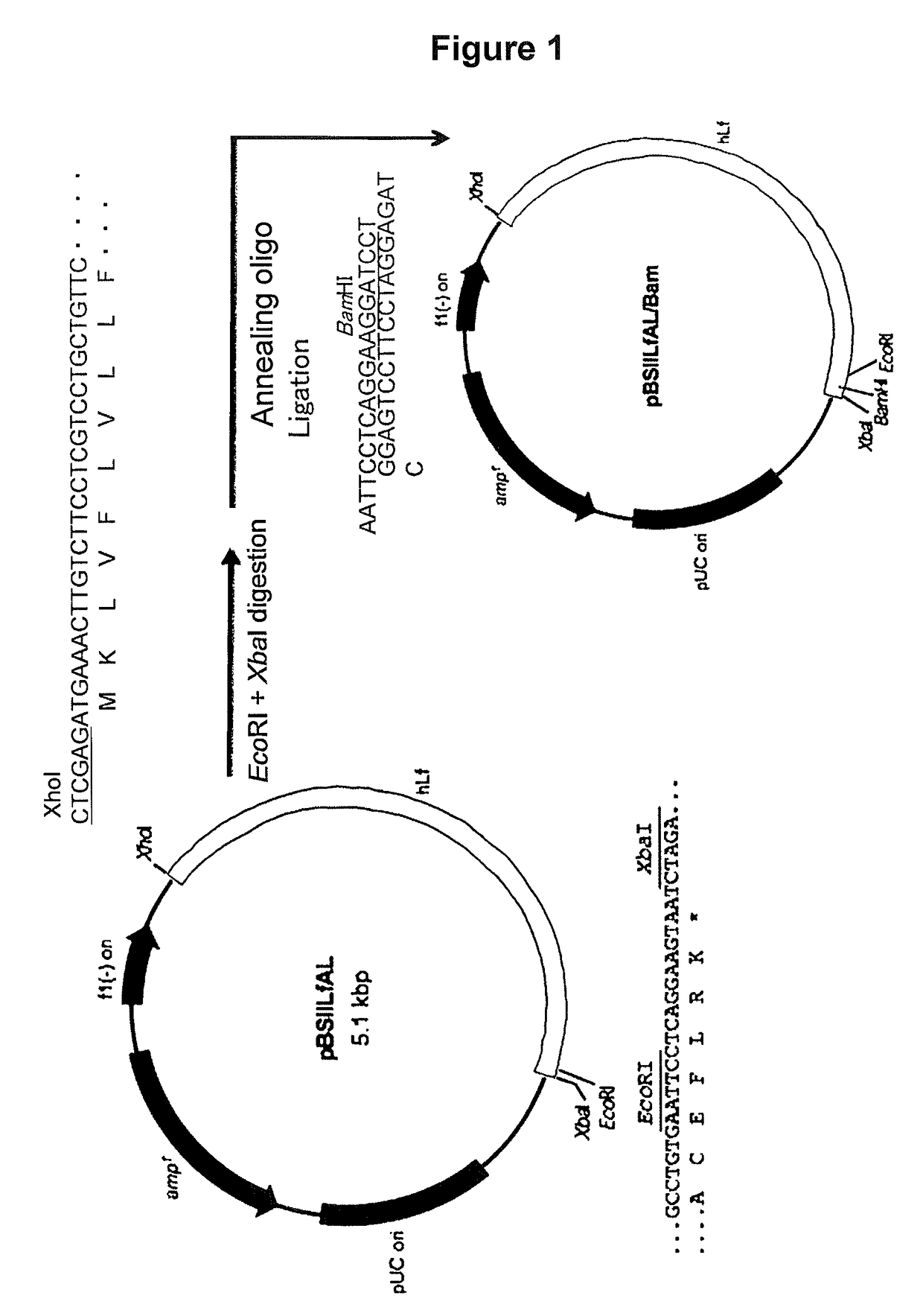 Lactoferrin fusion protein and method for preparation thereof