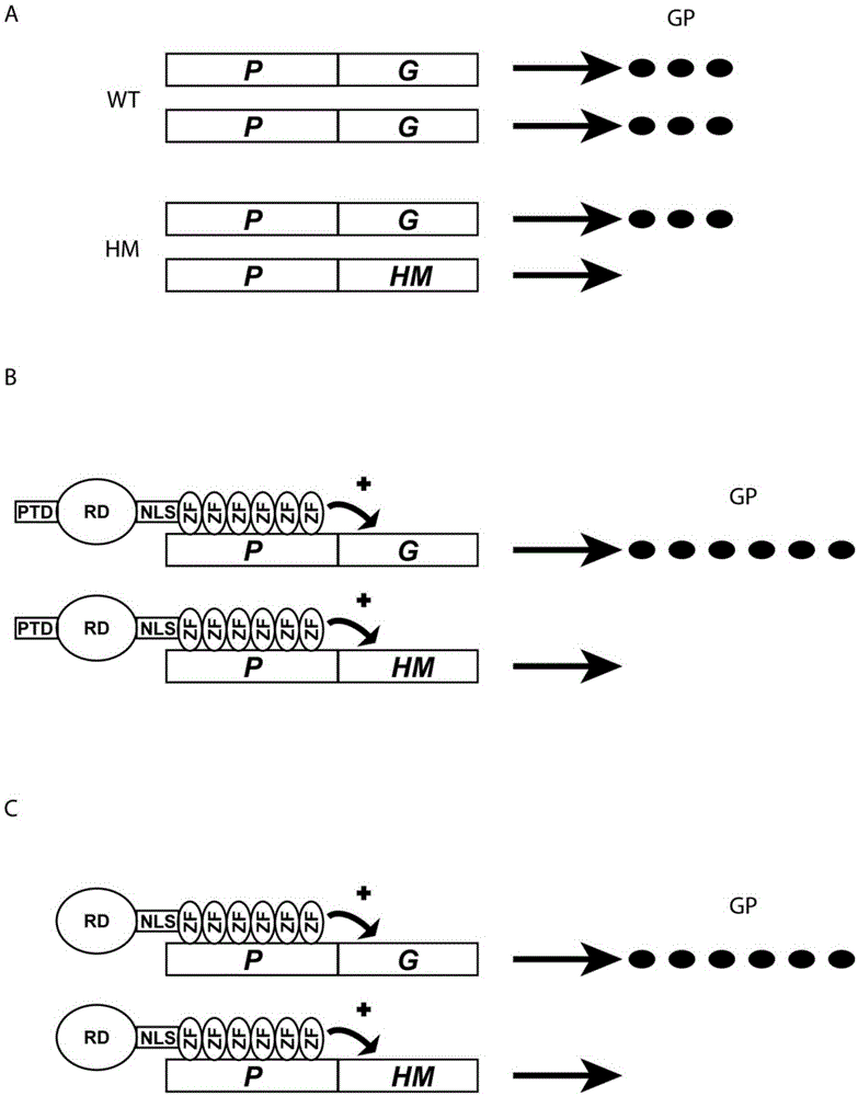 Artificial transcription factors for the treatment of diseases caused by opa1 haploinsufficiency