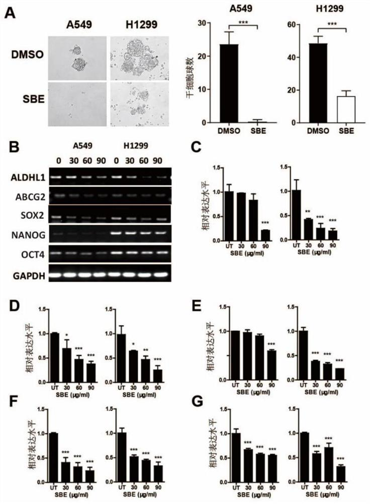 Application of SOX2 targeted drug to inhibiting proliferation of lung cancer stem cells