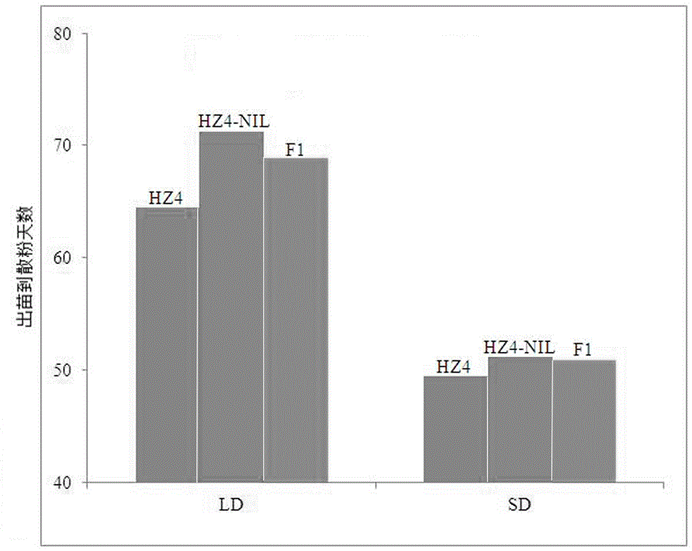 Method for breeding early-blossoming corn by adopting corn gene ZmDPS10-2 and applications of method