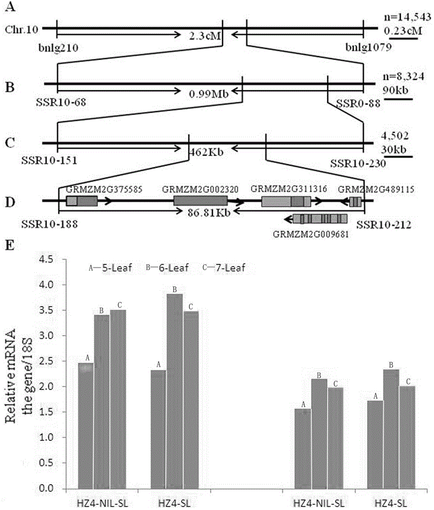 Method for breeding early-blossoming corn by adopting corn gene ZmDPS10-2 and applications of method