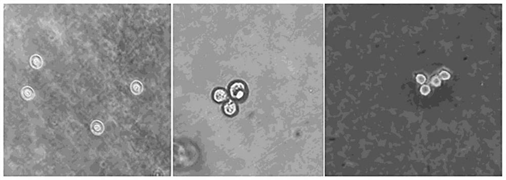 BHK21 suspension cell clone strain capable of enabling foot-and-mouth disease labeled virus to have strong growth adaptability and screening method of BHK21 suspension cell clone strain