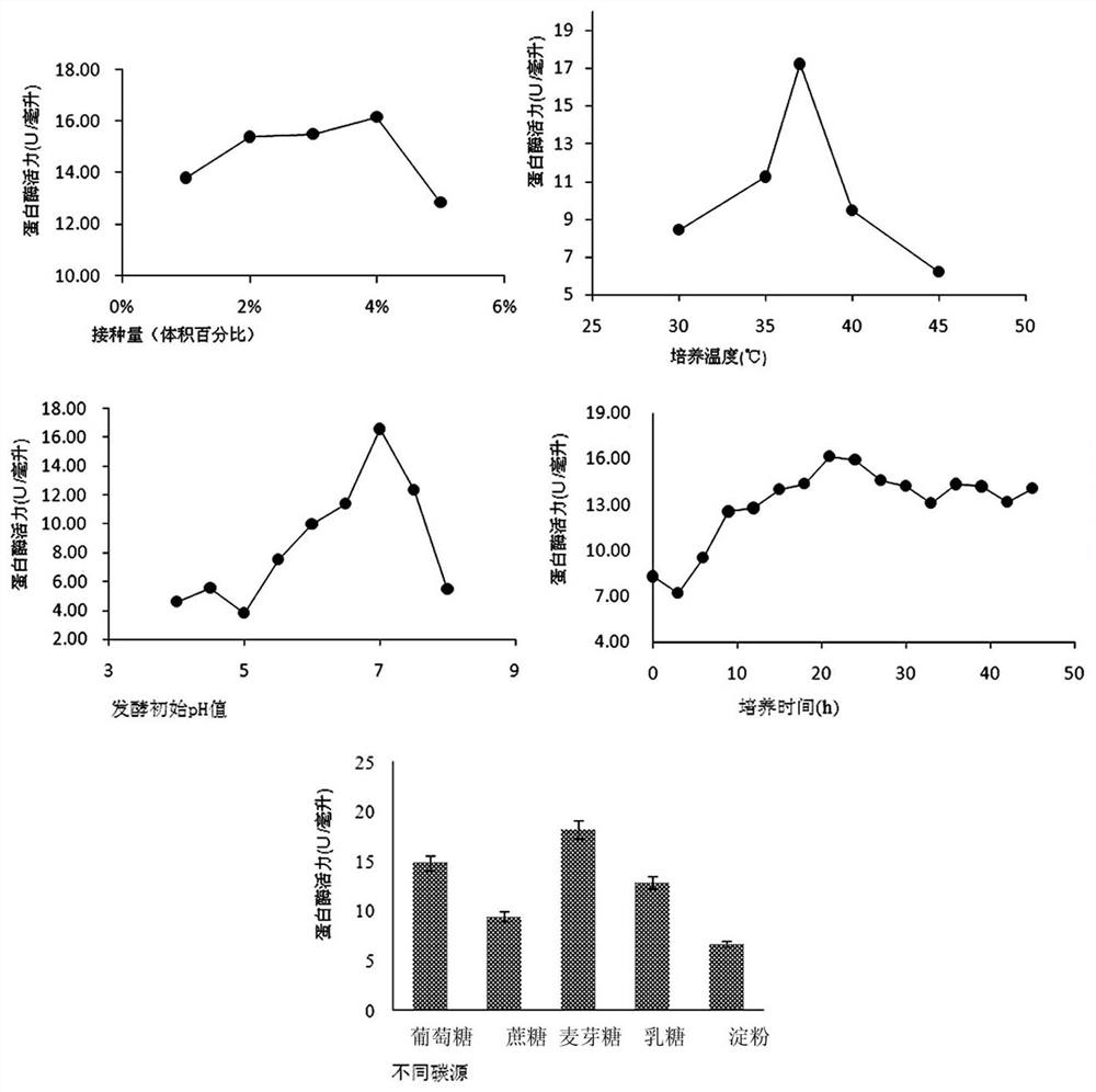 A fermentation method for improving calcium conversion rate and antioxidant performance in sheep bone powder enzymatic hydrolyzate