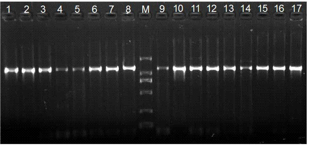 Goby mitochondrion COIII and ND3 gene amplimer, design and amplification method