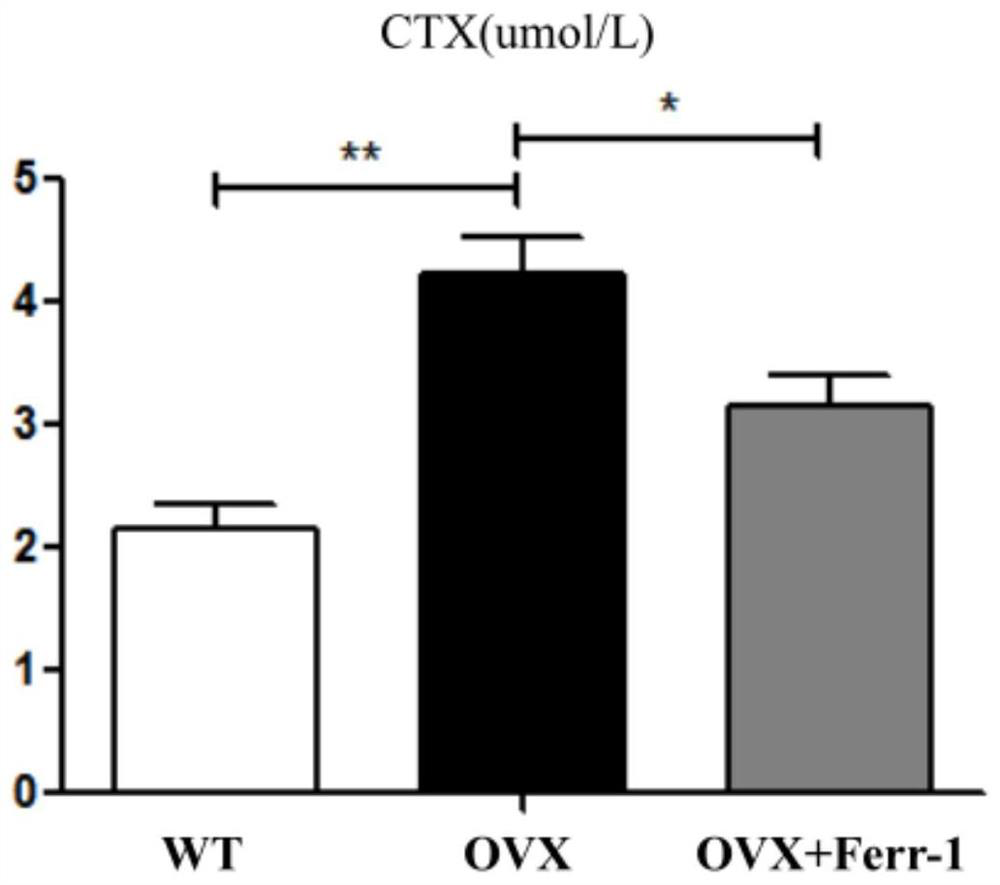 Use of ferrostatin-1 in the treatment of osteoporosis