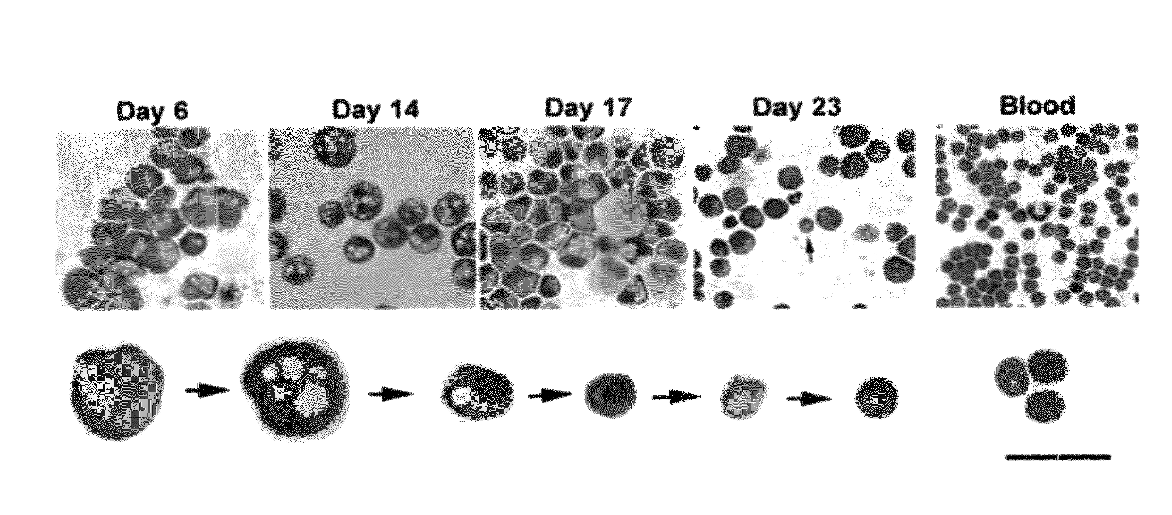 Methods for producing enucleated erythroid cells derived from pluripotent stem cells