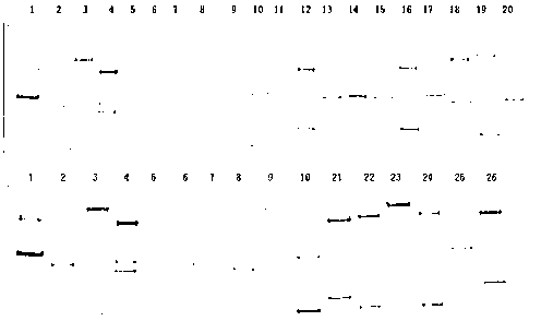 Reagent kit for detecting Hexi Cashmere goat abortion disease resistance allele and application method