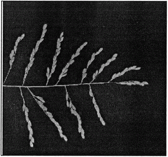 Grain counting method for spike of single rice based on digital image processing technology