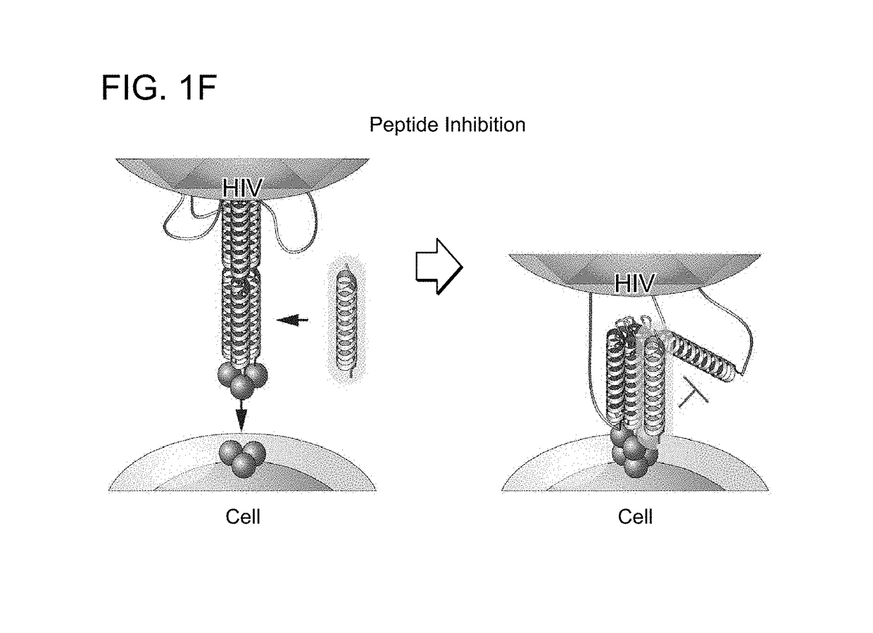 Hydrocarbon stapled stabilized alpha-helices of the HIV-1 GP41 membrane proximal external region