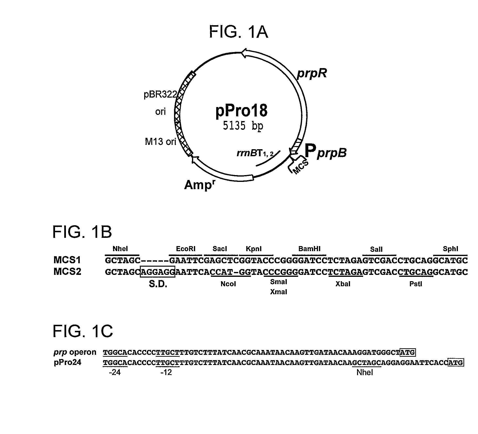 Inducible expression vectors and methods of use thereof