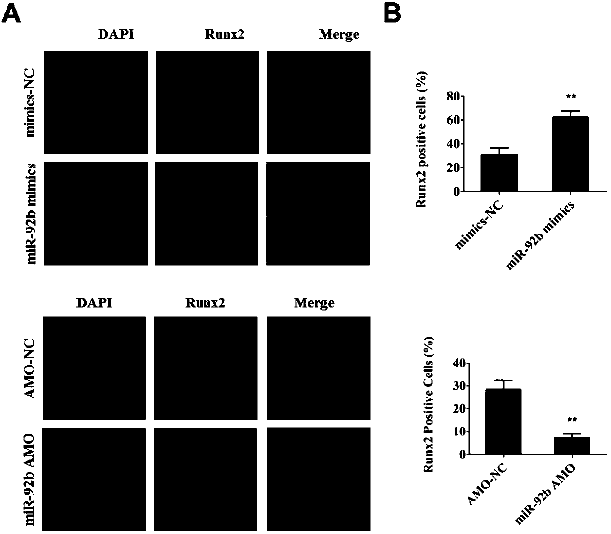 Application of miR-92b and simulant thereof in promoting osteogenic differentiation of bone marrow mesenchymal stem cells and bone formation