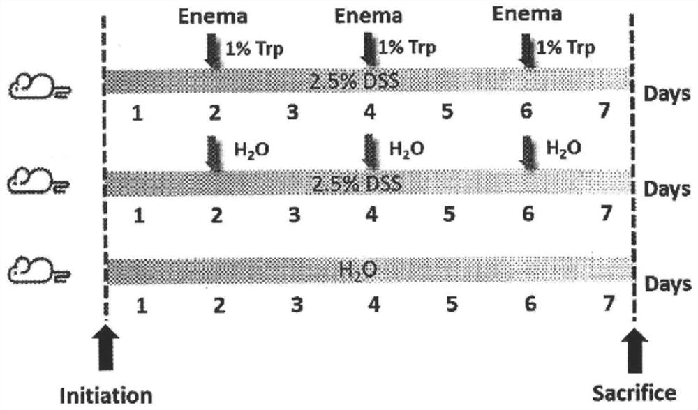 Anti-inflammatory tryptophan enema preparation as well as preparation method and application thereof