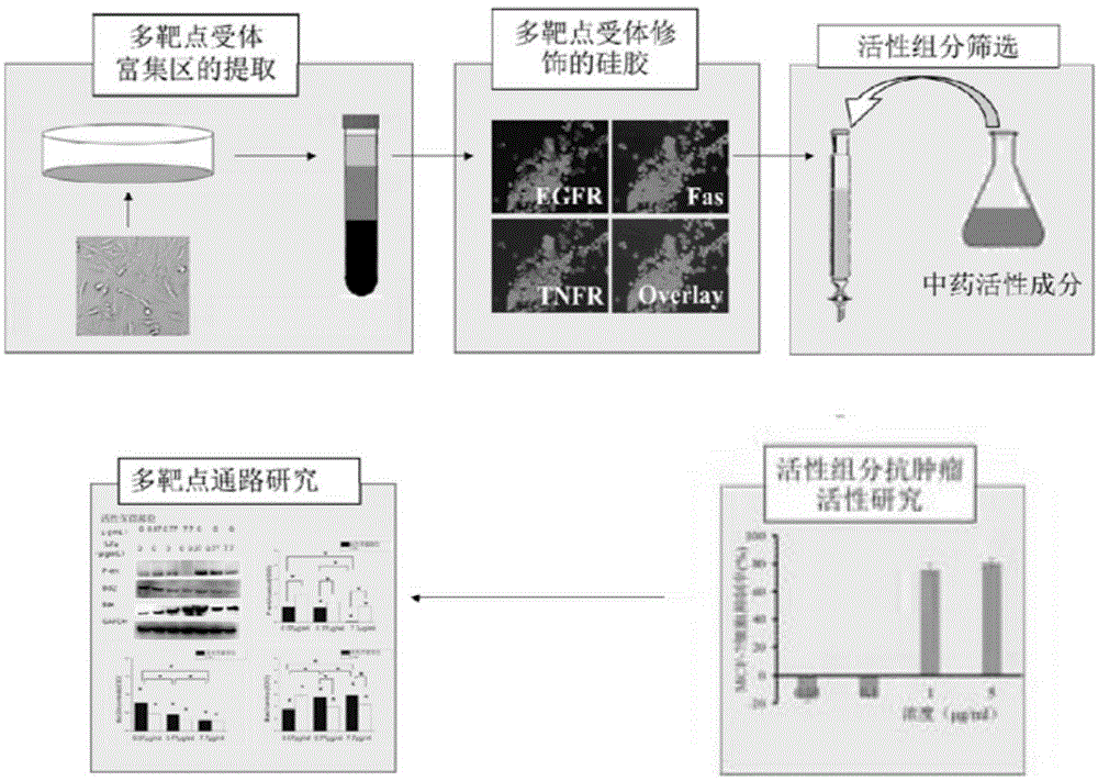 Screening method of active component in multiple target point anti-tumor traditional Chinese medicine and application thereof