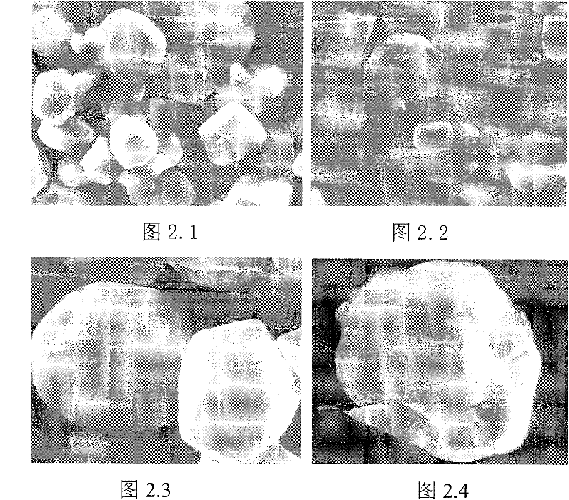 Corn grafting starch and preparation method thereof