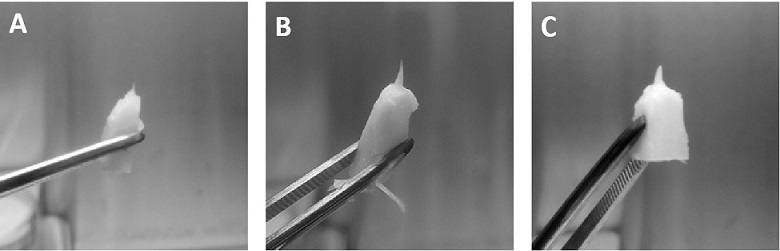 Regeneration and propagation method for optimized fresh ginger virus-free seedlings and development of industrialized flow of optimized fresh ginger virus-free seedlings