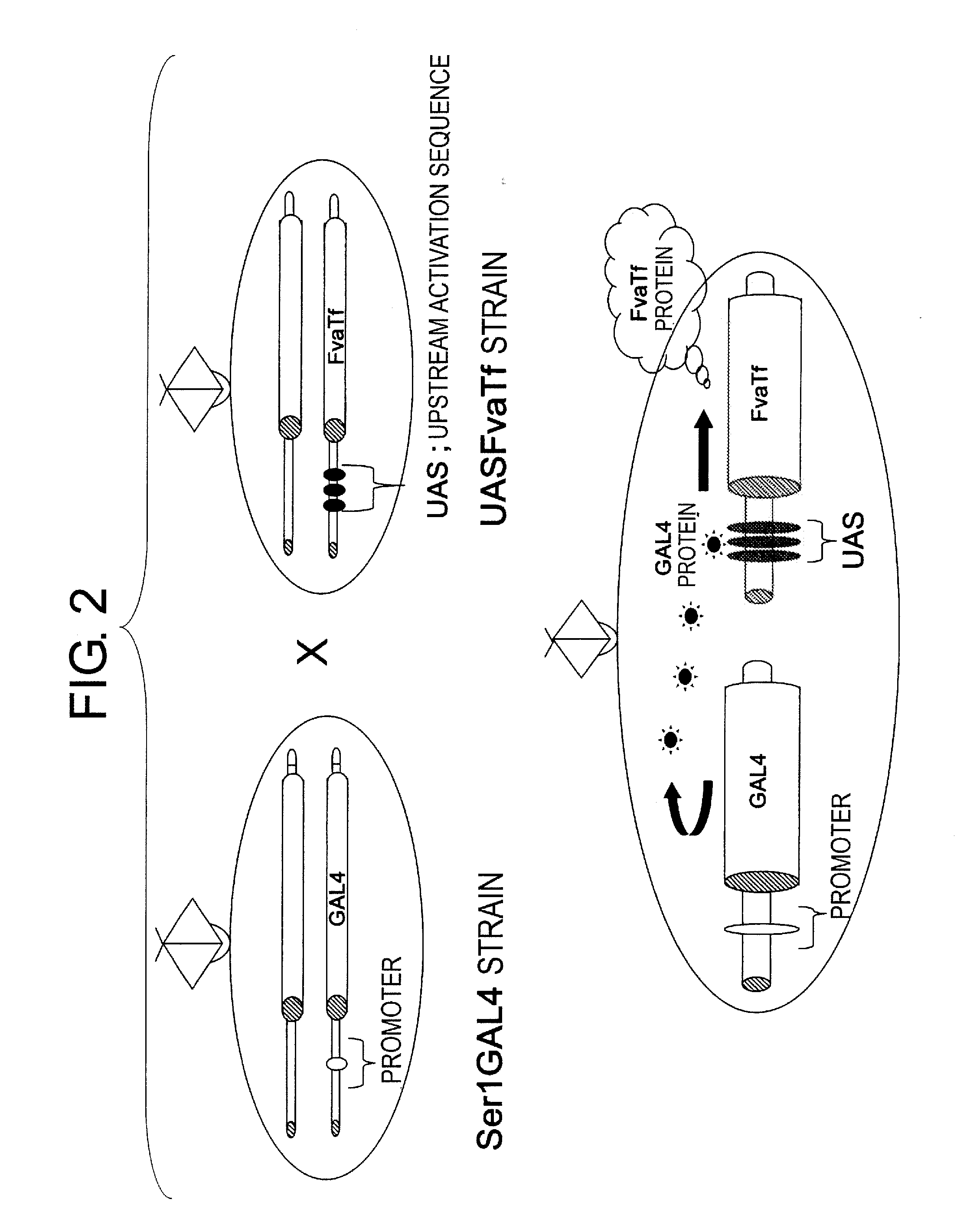 Transgenic silkworm capable of producing antibody and method for production thereof