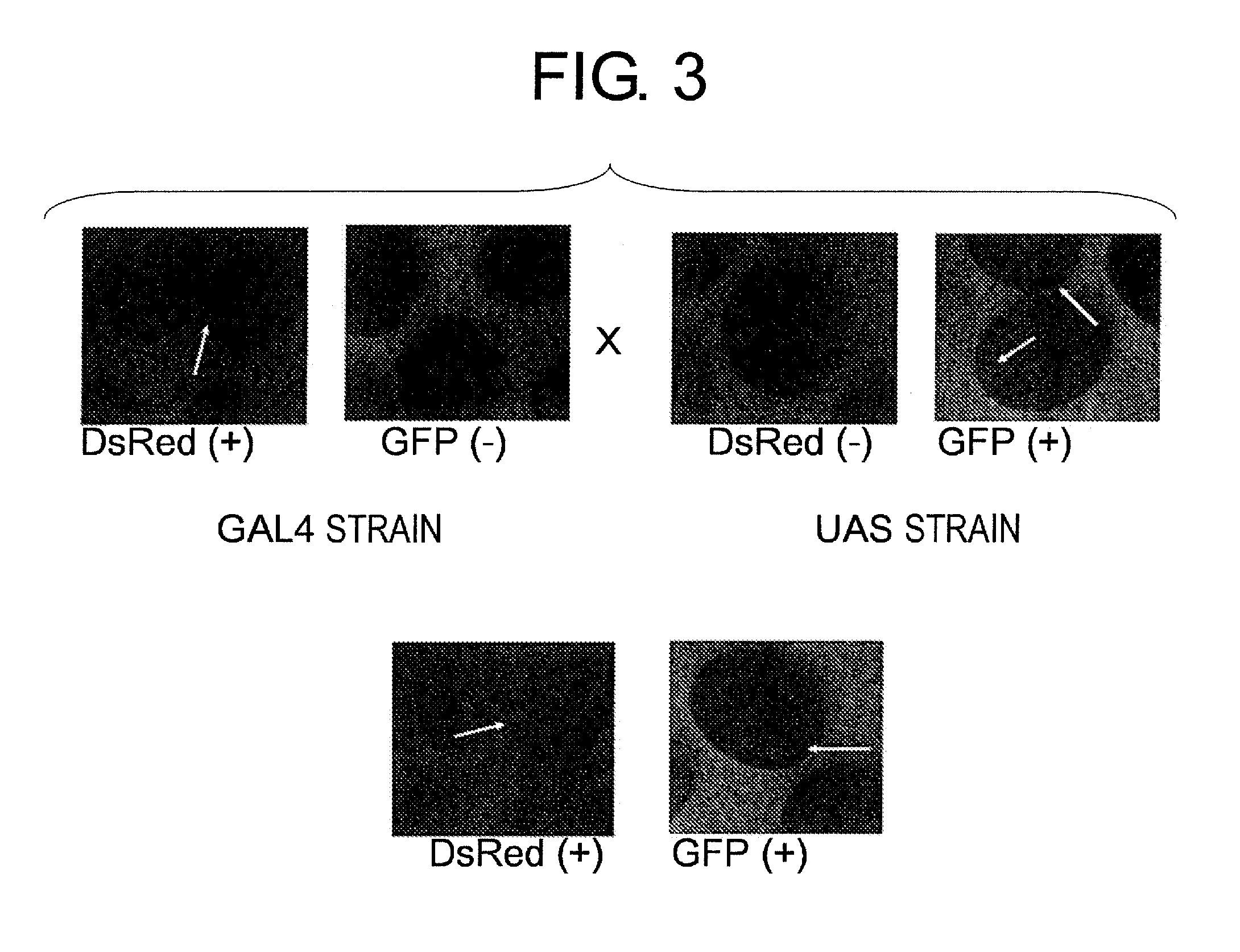 Transgenic silkworm capable of producing antibody and method for production thereof