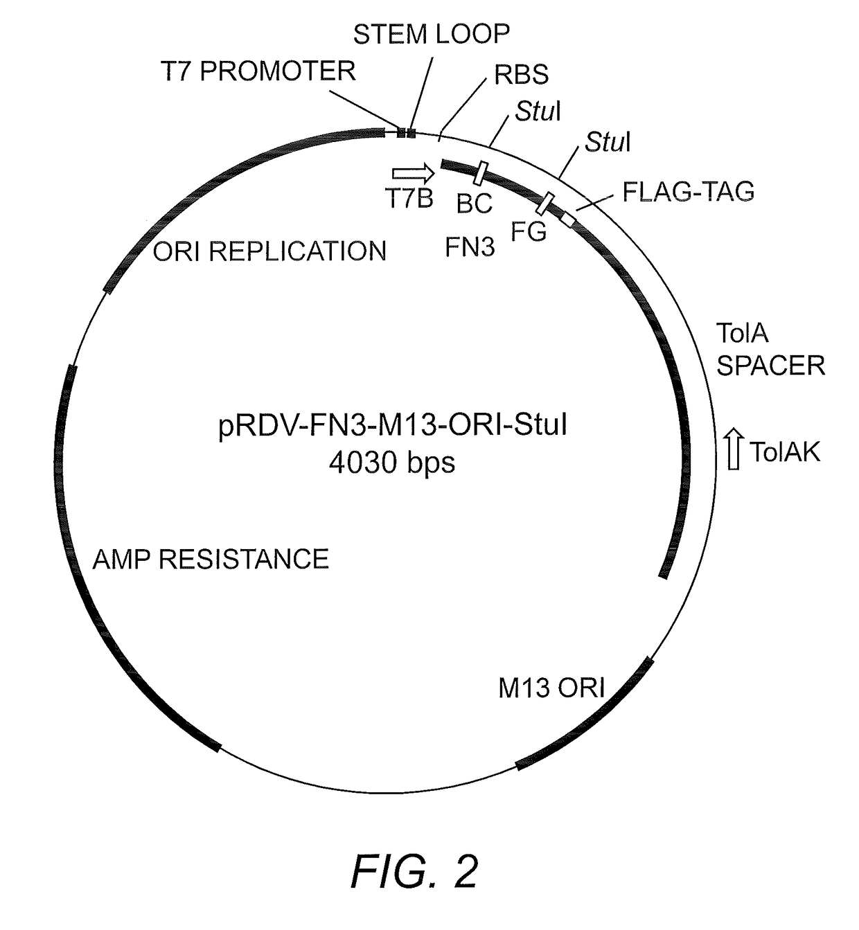 Method and kit for generating high affinity binding agents