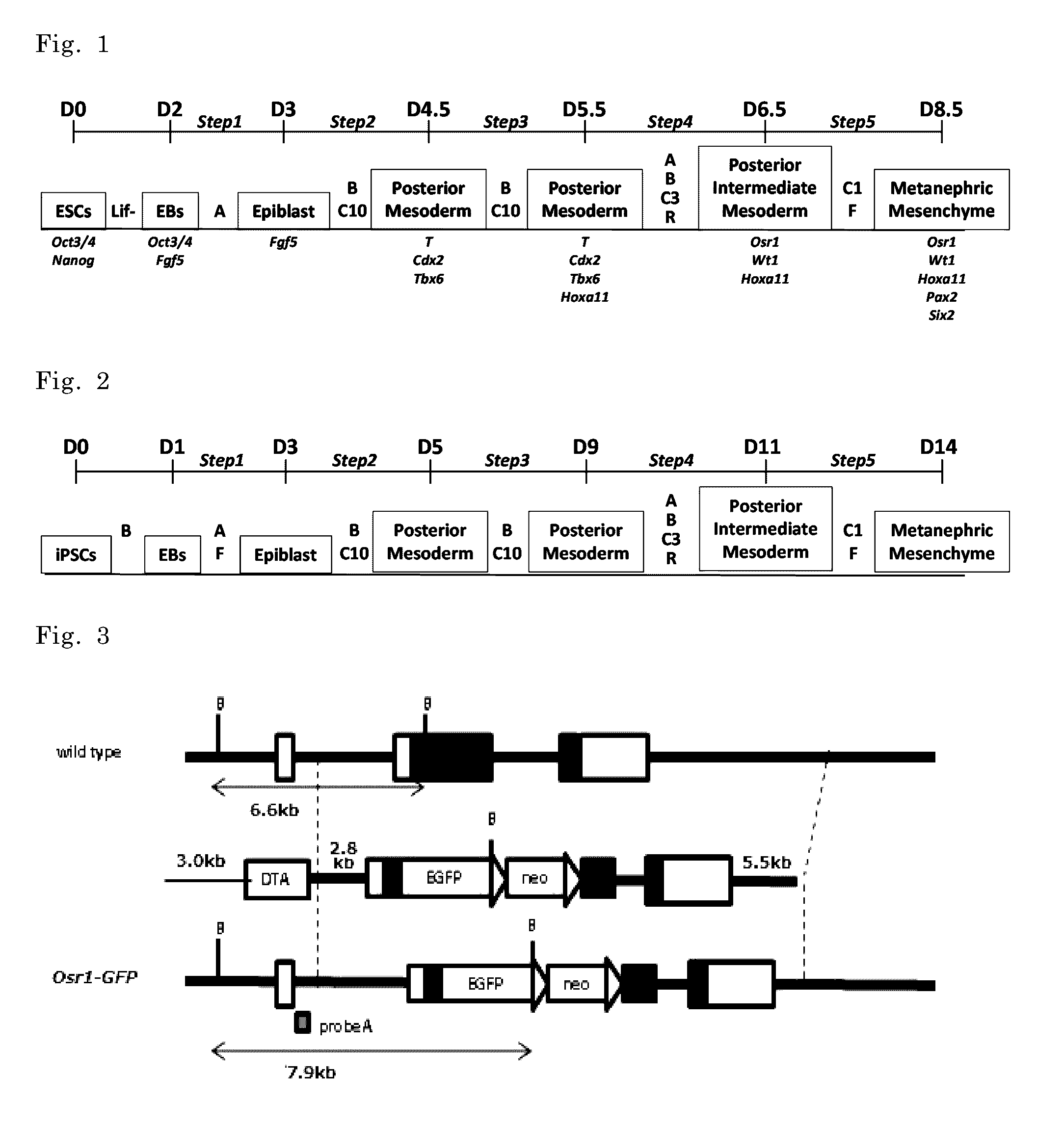 Method of inducing kidney from pluripotent stem cells