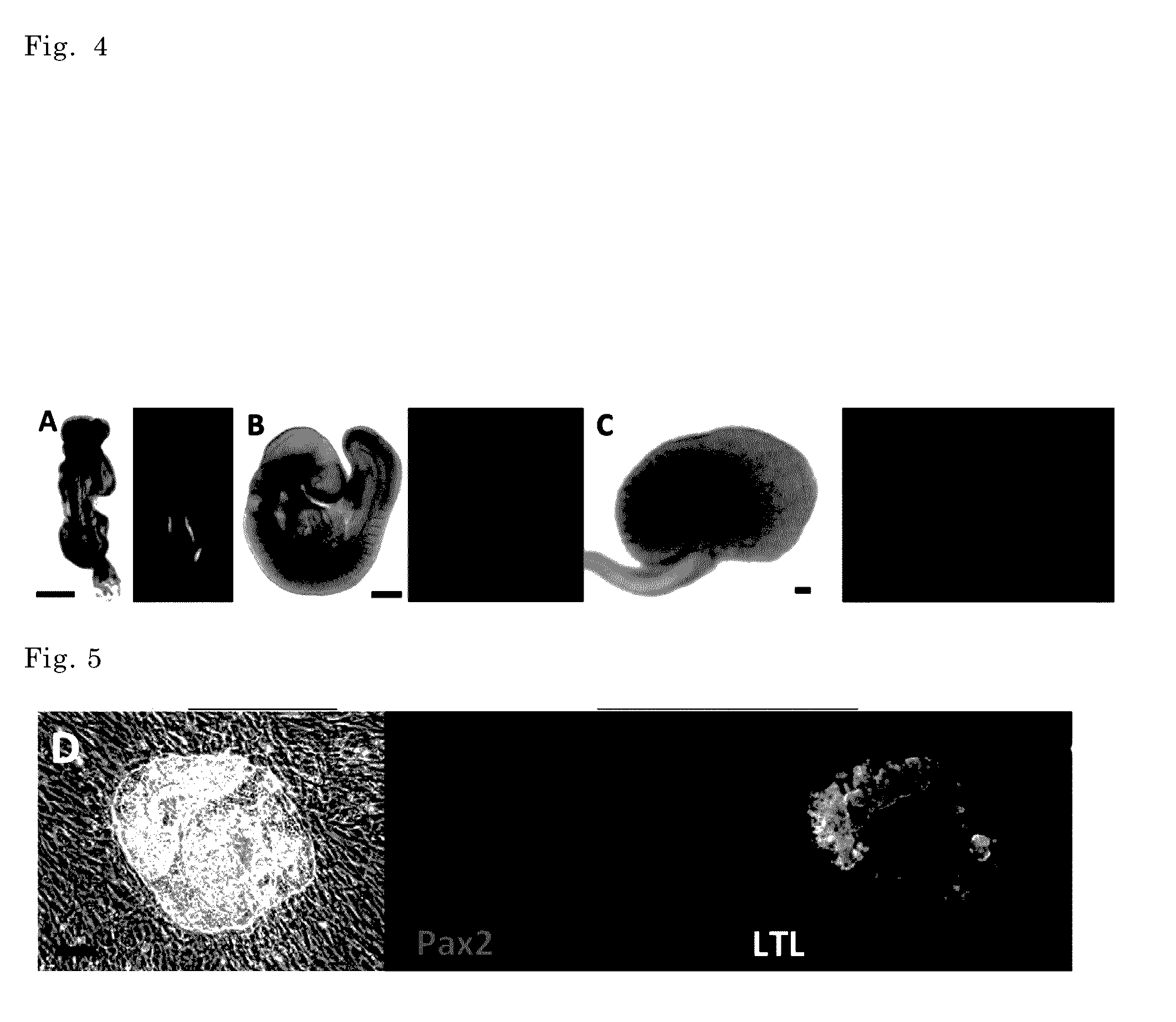 Method of inducing kidney from pluripotent stem cells