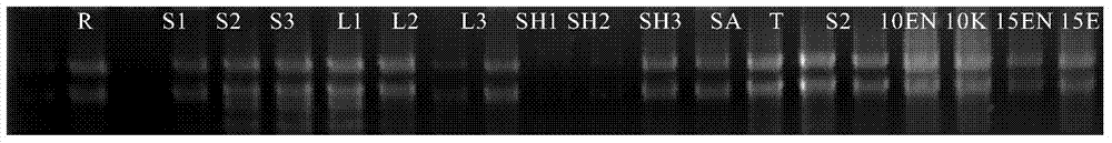 Corn tissue specificity promoter and applications thereof