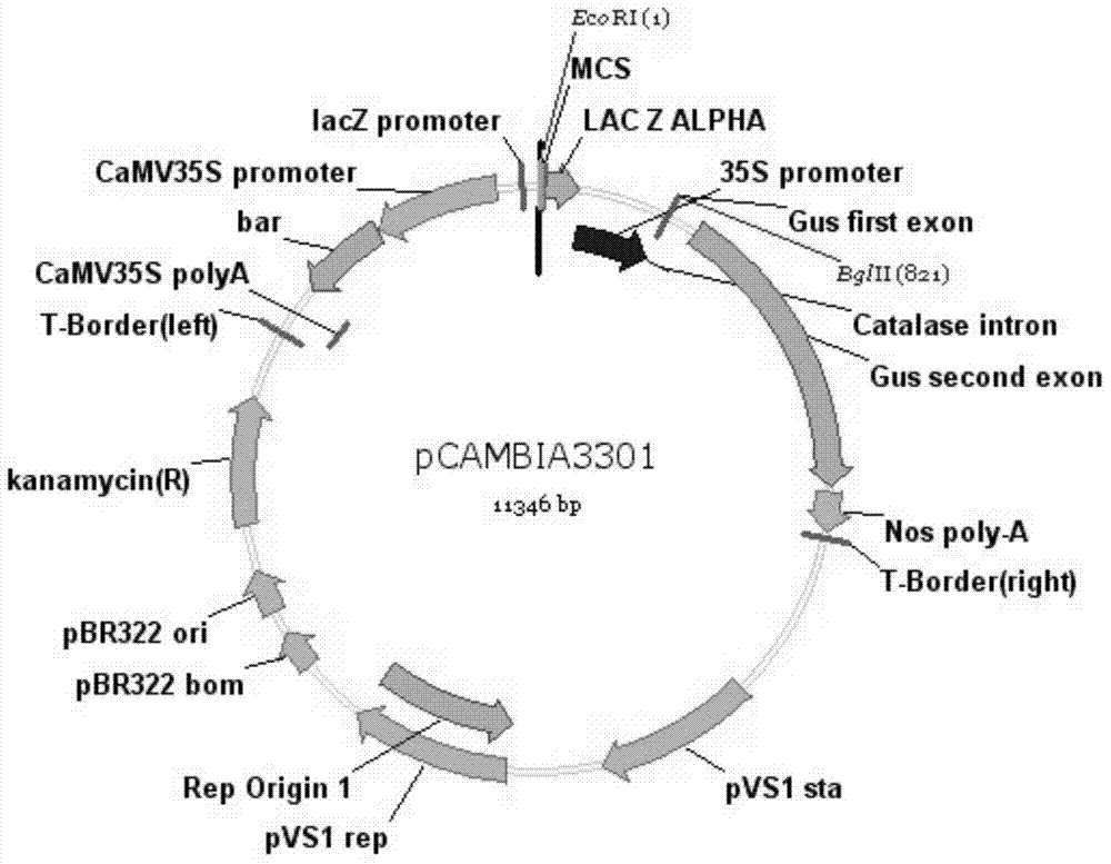 Corn tissue specificity promoter and applications thereof