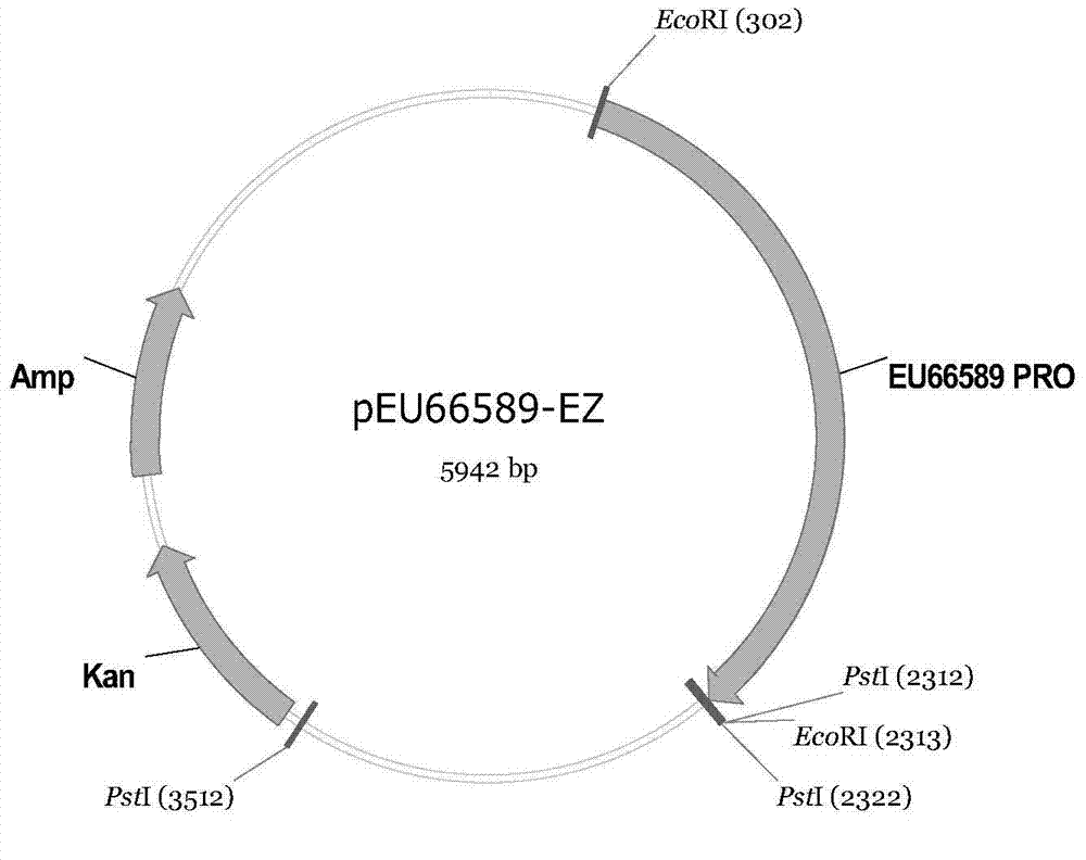 Corn tissue specificity promoter and applications thereof