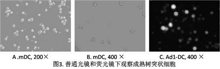Multi-epitope peptide-loaded DC (dendritic cell) therapeutic vaccine for HCV (hepatitis C viruses)