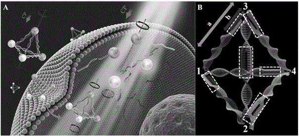 Method for double-signal in-situ detection of intracellular microRNA based on gold-upconversion nanoparticle tetrahedron