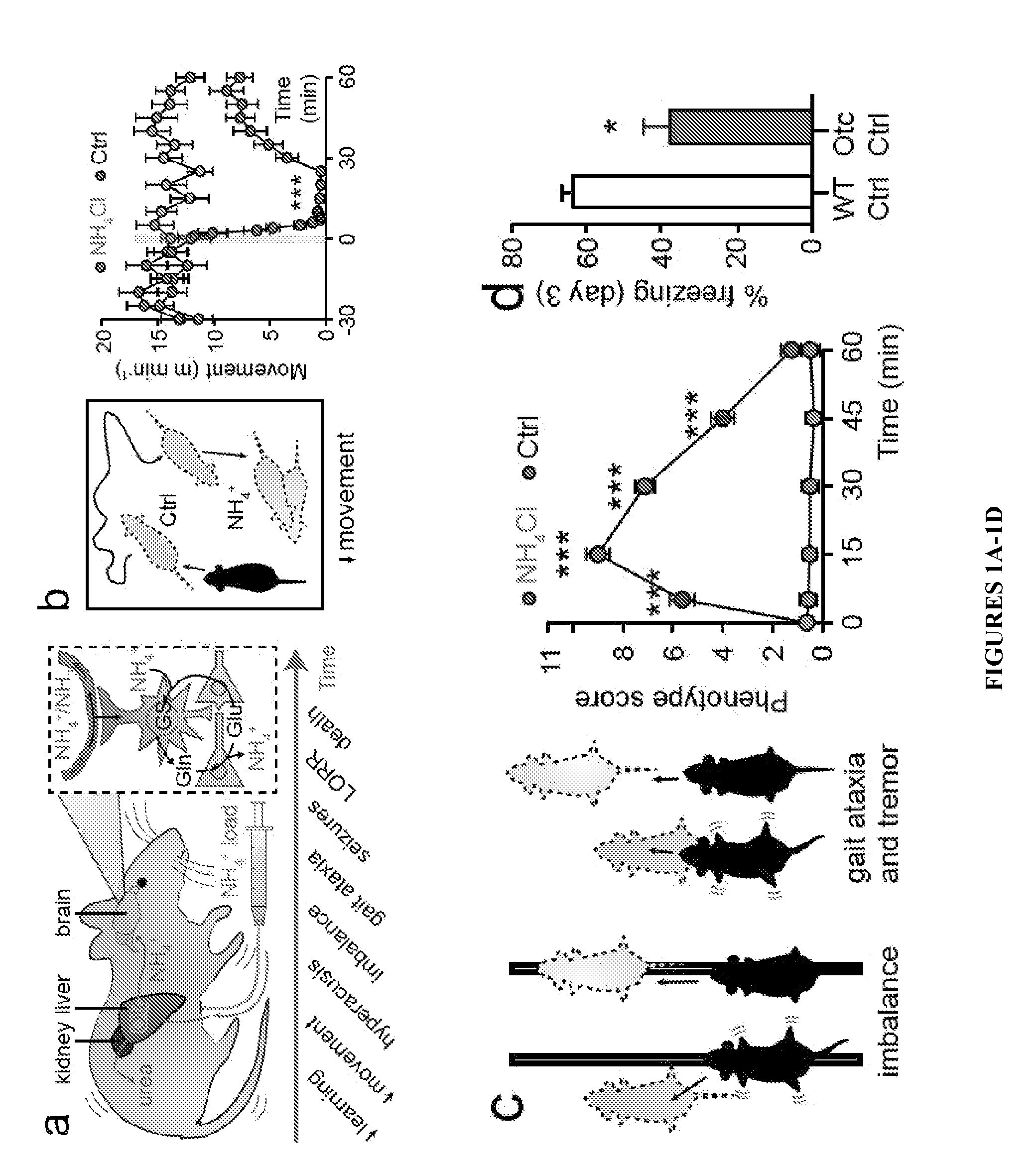 METHOD OF TREATING AND PREVENTING BRAIN IMPAIRMENT USING Na+-K+-2Cl- COTRANSPORTER ISOFORM 1 INHIBITORS