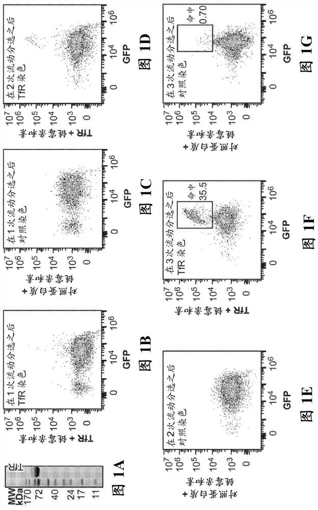 Transferrin receptor targeting peptides