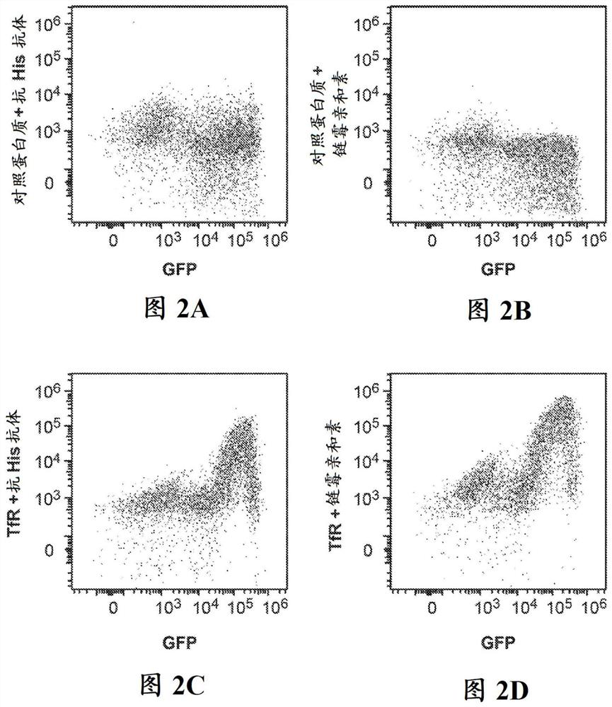 Transferrin receptor targeting peptides