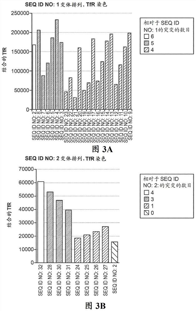 Transferrin receptor targeting peptides