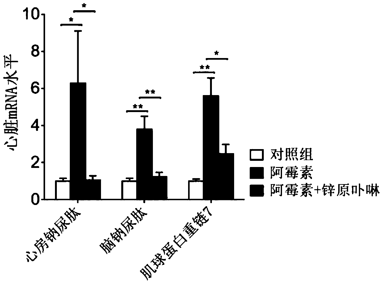 Application of Heme Oxygenase-1 Inhibitor in Preparation of Drugs for Inhibiting Adriamycin Cardiotoxicity