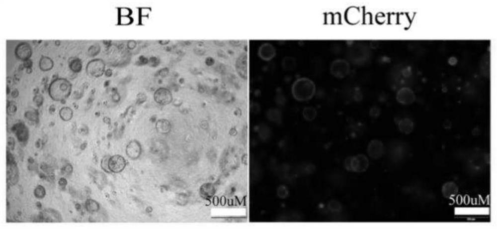 Method for constructing in-situ primary bladder cancer animal model